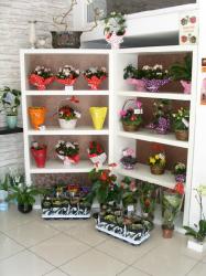 FLORARIA ARIANA > florarie in incinta GOLD PLAZA, Baia Mare, MM, m2015_3.jpg